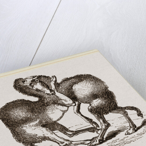 Camels fighting by Anonymous