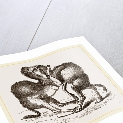 Camels fighting by Anonymous