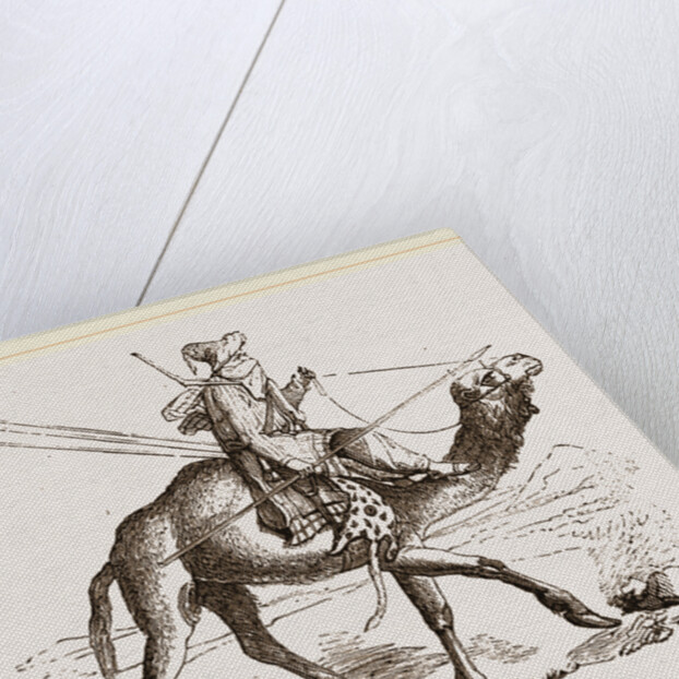 Swift Camel mounted by Anonymous