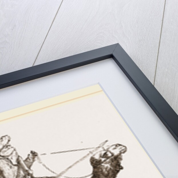 Swift Camel mounted by Anonymous