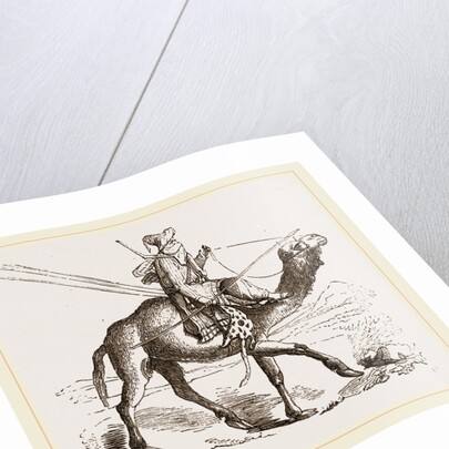 Swift Camel mounted by Anonymous