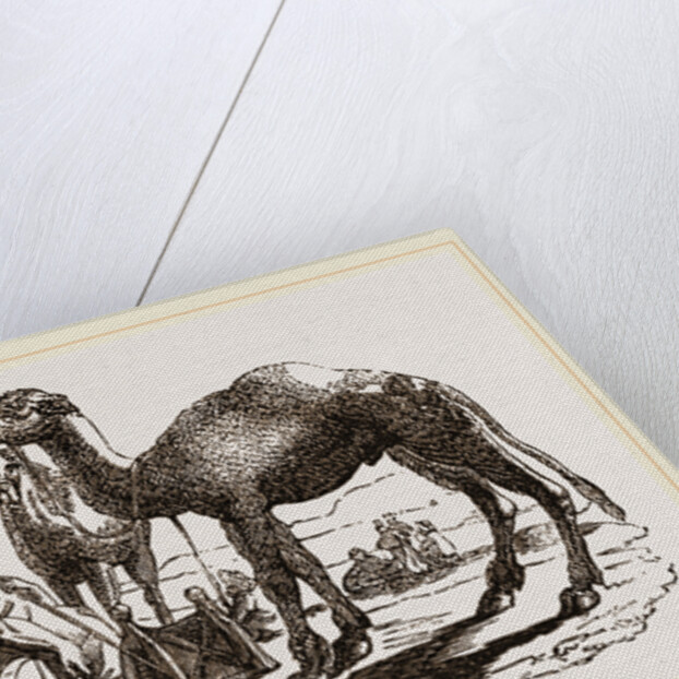 Halt of Camels by Anonymous