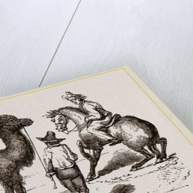 Camel and Horse by Anonymous