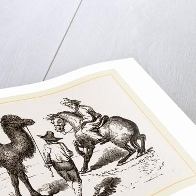 Camel and Horse by Anonymous