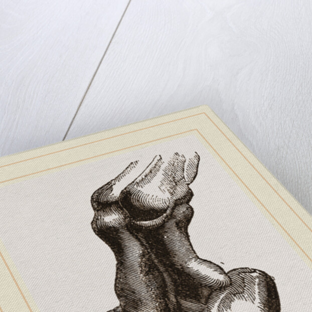 Camel foot by Anonymous