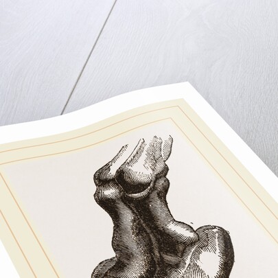 Camel foot by Anonymous