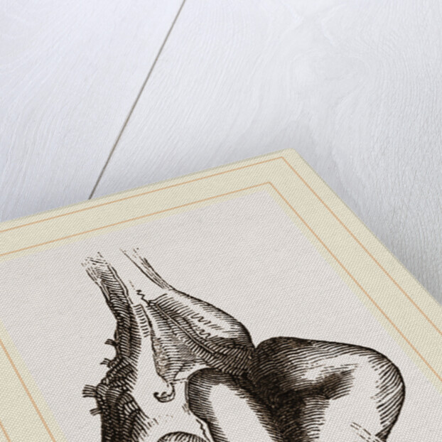 Camel foot by Anonymous