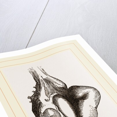 Camel foot by Anonymous