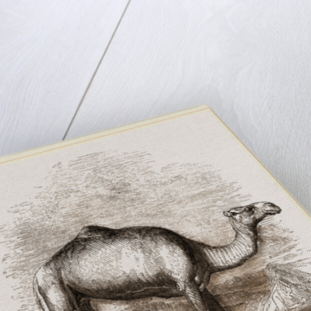 Swift Camel by Anonymous