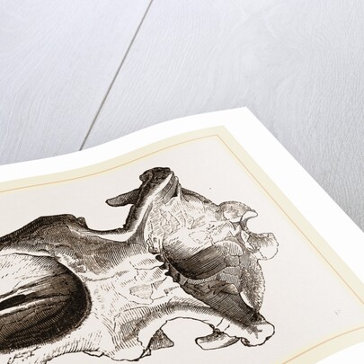 Skull of Dinotherium by Anonymous