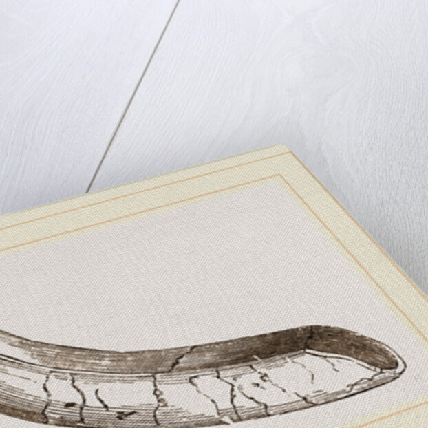 incisor of lower-jaw Toxodon by Anonymous