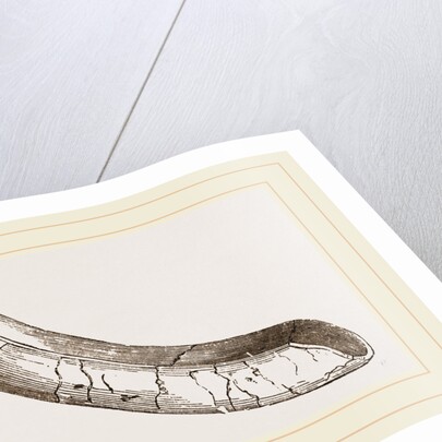 incisor of lower-jaw Toxodon by Anonymous