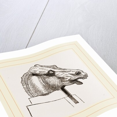 Horse's Head by Anonymous