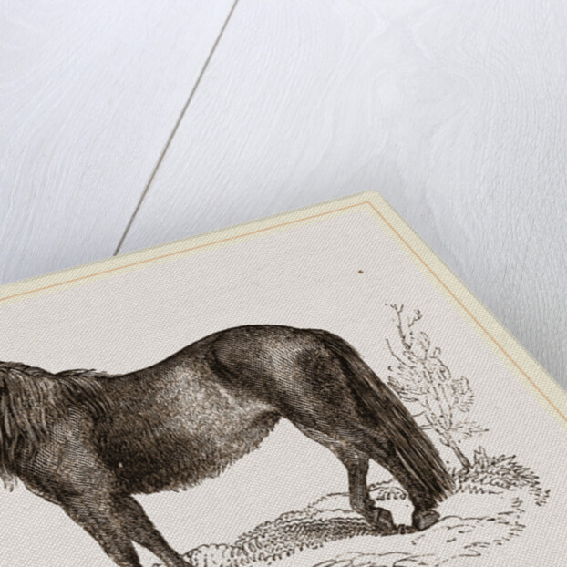 Welsh Pony by Anonymous
