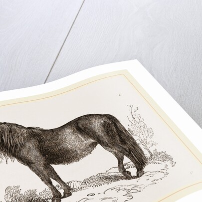 Welsh Pony by Anonymous