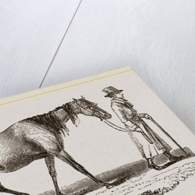 English cart Horse by Anonymous