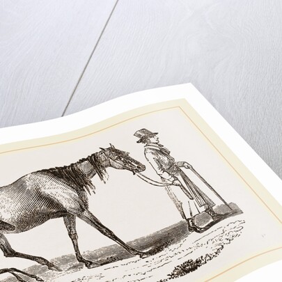English cart Horse by Anonymous