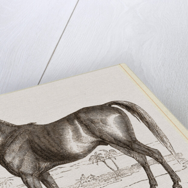 English cart Horse by Anonymous