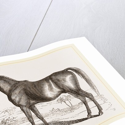 English cart Horse by Anonymous