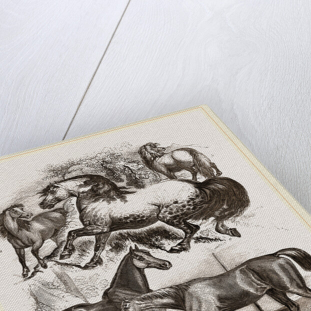 Group of Horses by Anonymous