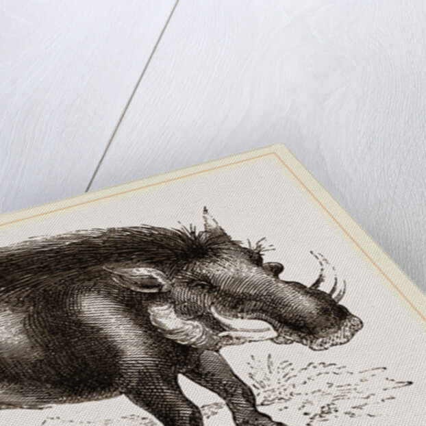 Abyssinian Phacochoere by Anonymous