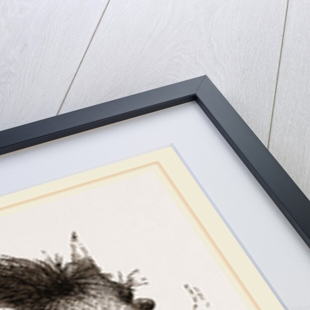 Abyssinian Phacochoere by Anonymous