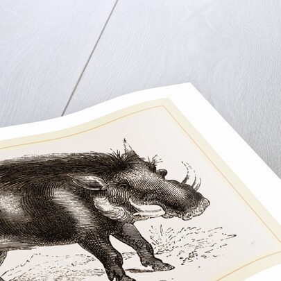 Abyssinian Phacochoere by Anonymous