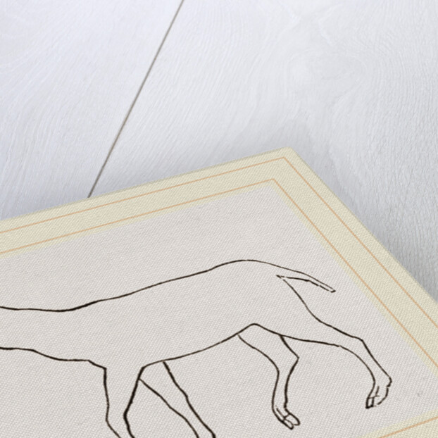 Anoplotherium by Anonymous