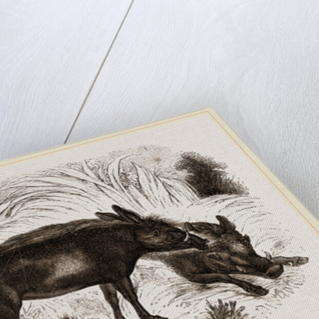 Abyssinian Phacochoere by Anonymous