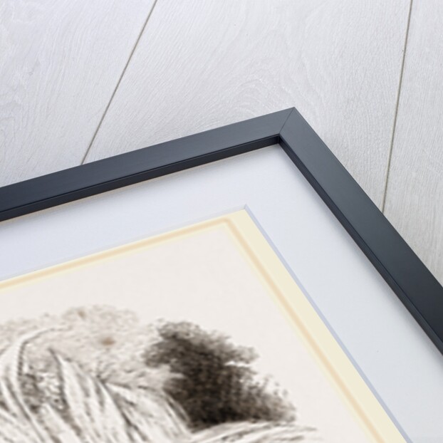 Abyssinian Phacochoere by Anonymous