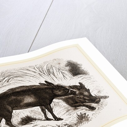 Abyssinian Phacochoere by Anonymous