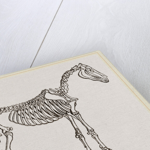 Skeleton of Horse by Anonymous