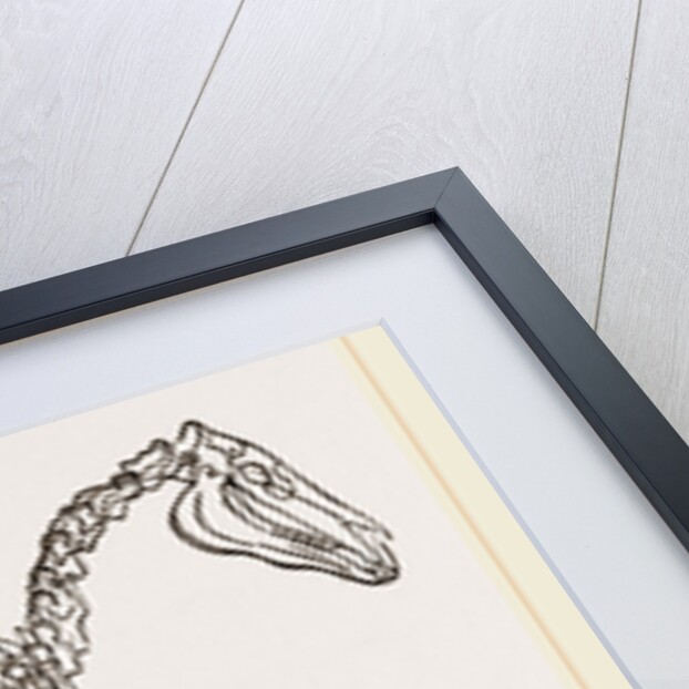 Skeleton of Horse by Anonymous