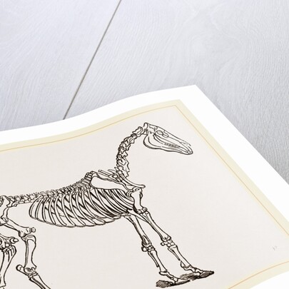 Skeleton of Horse by Anonymous