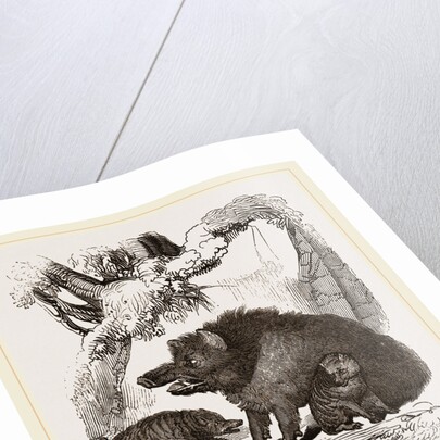 Female Wild Hog and Young by Anonymous