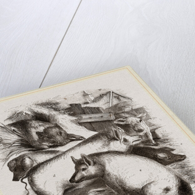 Group of Domestic Hogs by Anonymous