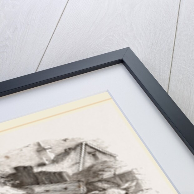 Group of Domestic Hogs by Anonymous