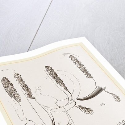 Teeth of Babiroussa by Anonymous