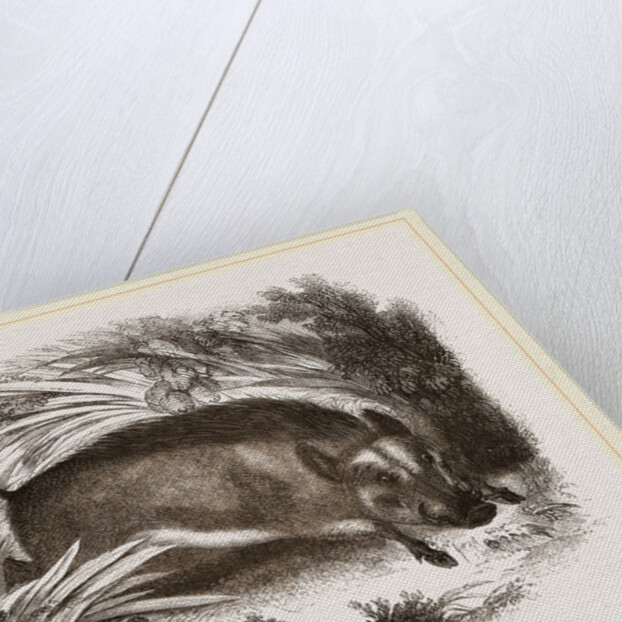 Wild Boar by Anonymous