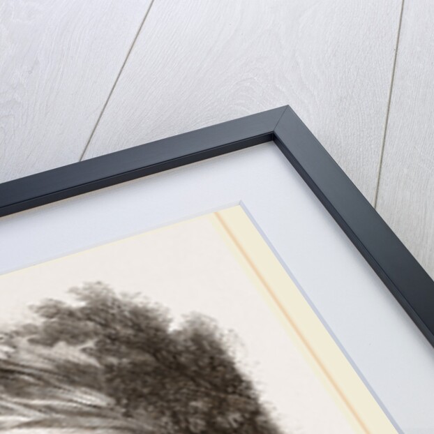 Wild Boar by Anonymous