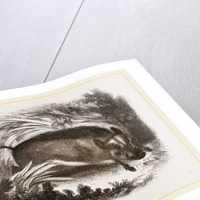 Wild Boar by Anonymous