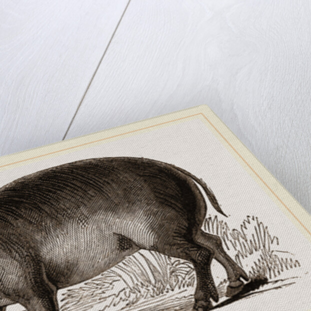 Babiroussa by Anonymous
