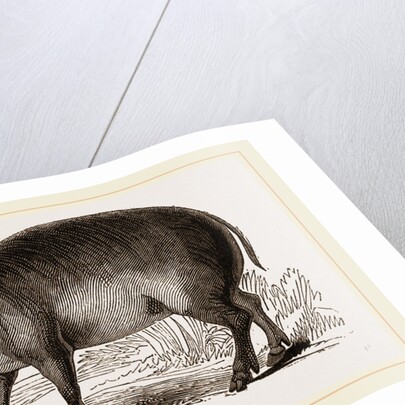 Babiroussa by Anonymous
