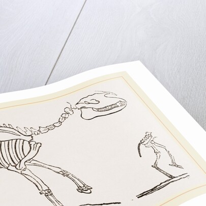 Skeleton of Palaeotherium magnum by Anonymous
