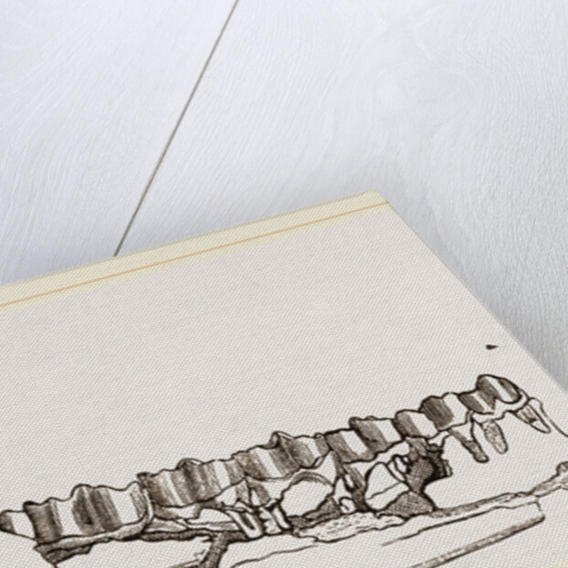 External view of part the lower jaw of Palaeotherium magnum by Anonymous