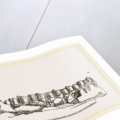 External view of part the lower jaw of Palaeotherium magnum by Anonymous