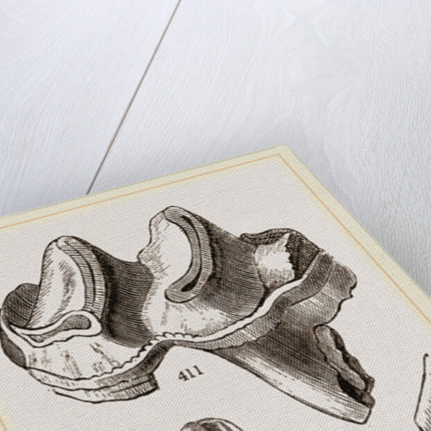 Teeth of Lophiodon by Anonymous