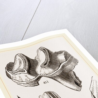 Teeth of Lophiodon by Anonymous