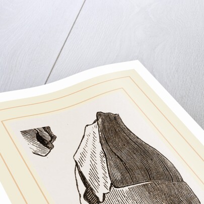 Teeth of Lophiodon by Anonymous