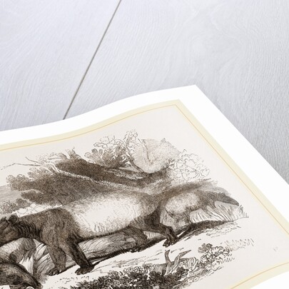 Indian or Malay Tapir by Anonymous